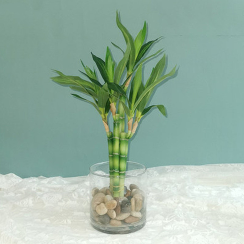Desk Setup At Home - Nouveau 40cm rFtificial chanceux bambou succulente